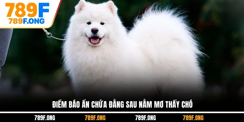 Điềm báo ẩn chứa đằng sau nằm mơ thấy chó