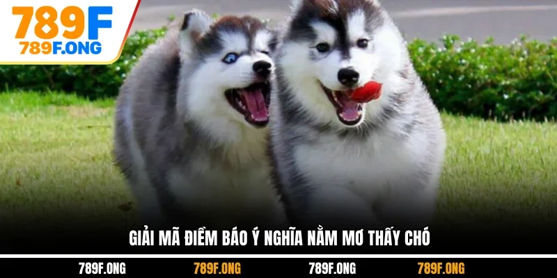 Giải mã điềm báo ý nghĩa nằm mơ thấy chó