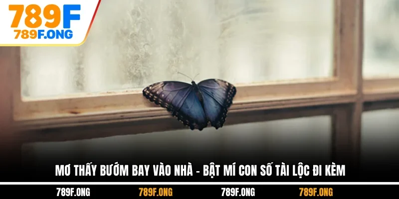 Mơ Thấy Bướm Bay Vào Nhà - Bật Mí Con Số Tài Lộc Đi Kèm