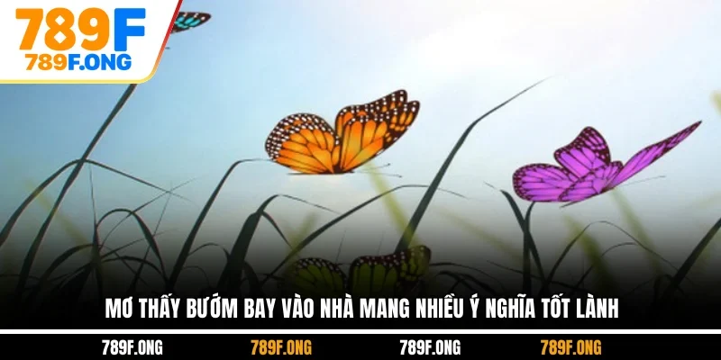 Mơ thấy bướm bay vào nhà mang nhiều ý nghĩa tốt lành