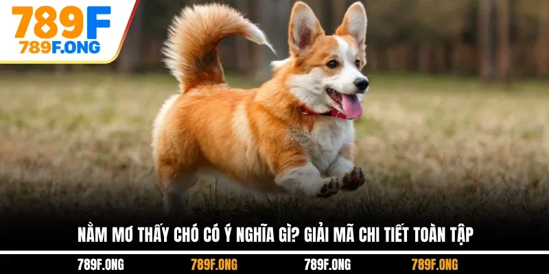 Nằm Mơ Thấy Chó Có Ý Nghĩa Gì? Giải Mã Chi Tiết Toàn Tập