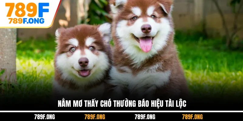 Nằm mơ thấy chó thường báo hiệu tài lộc