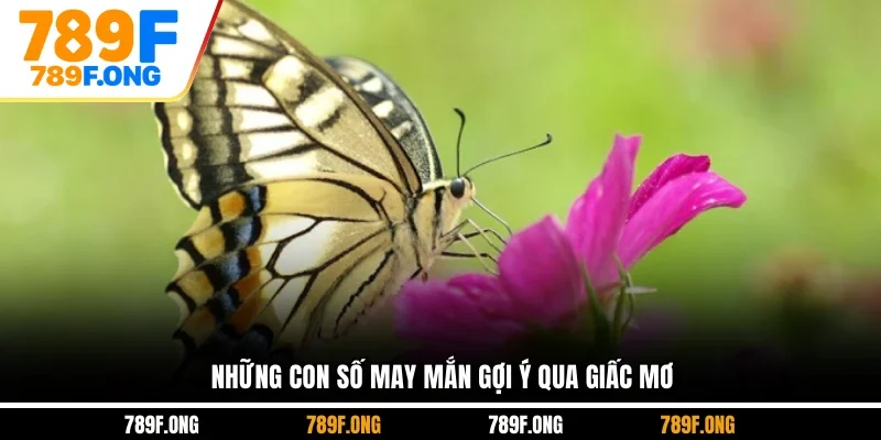 Những con số may mắn gợi ý qua giấc mơ