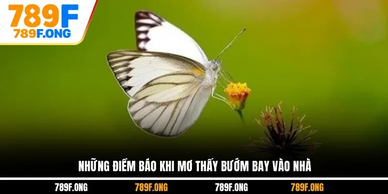 Những điềm báo khi mơ thấy bướm bay vào nhà